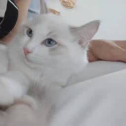 猫伴?兔咖店:广州市花都区花都体育馆/花果山公园附近