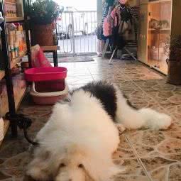 魔当宠物店:广州市花都区花都体育馆/花果山公园附近