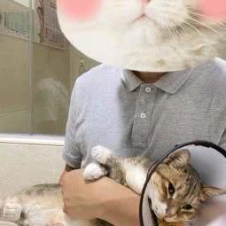 宝贝宠物诊所:广州市花都区花都体育馆/花果山公园附近