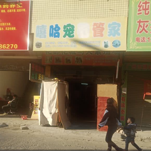 嘻哈宠物狗管家:广州市花都区狮岭附近