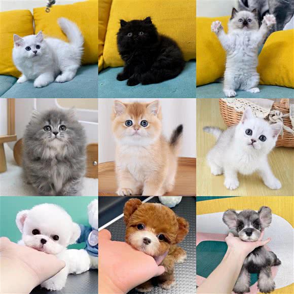 宠乐喵狗室(雅居乐店):广州市花都区雅居乐锦城/保利花城附近