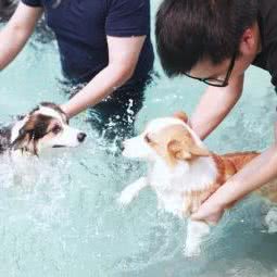 宠萌俱乐部:广州市南沙区南沙区附近