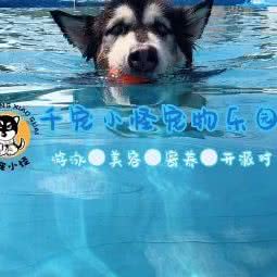 千宠小怪:广州市南沙区南沙区附近