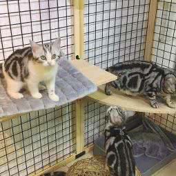 叮当猫美短猫舍 Dingdang cattery:广州市南沙区南沙区附近