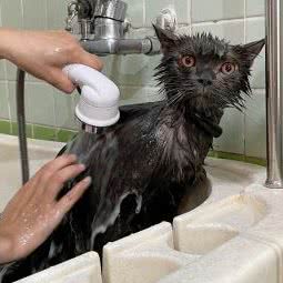 贵宾之家宠物生活馆(全国连锁从化店):广州市从化区从化区附近