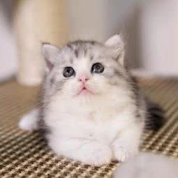 安道犬业:广州市从化区从化区附近