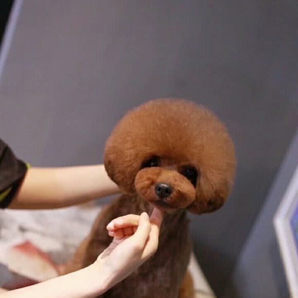 Q萌宠物生活馆:天津城区北辰区北仓附近