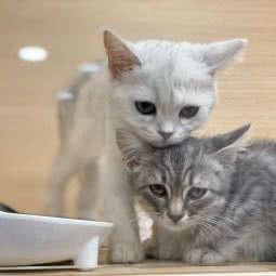 袖虎宠物(凤凰城店):广州市增城区凤凰城附近