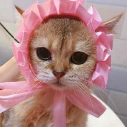 UI.PET由爱宠物·UI.CAT由爱宠猫馆:广州市增城区凤凰城附近