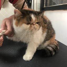 瑞宠宠屋宠物店:广州市增城区凤凰城附近