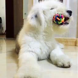 松羽宠物家庭寄养:天津城区北辰区北仓附近