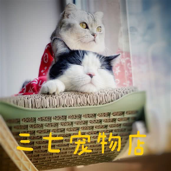 三七宠物店:天津城区北辰区北仓附近