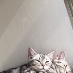 美短猫舍宠物店:北京城区东城区东直门附近