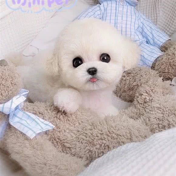 东方名宠苑:北京城区朝阳区太阳宫附近