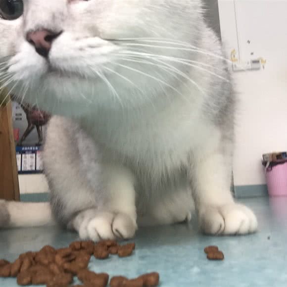 睦十家动物医院:广州市增城区荔城附近