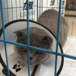 四龙宠物医院:广州市增城区荔城附近