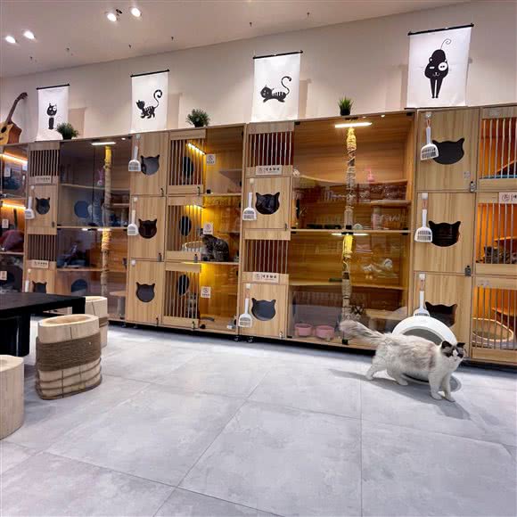 曼希宠物生活馆·撸猫馆(红郡大厦店):天津城区北辰区天穆附近