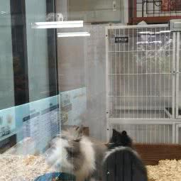 渴爱宠物美容中心:天津城区北辰区天穆附近