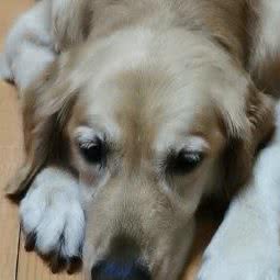 联和宠物诊所:韶关市武江区沙洲尾附近