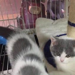 这里是家宠物店:韶关市武江区工业路附近