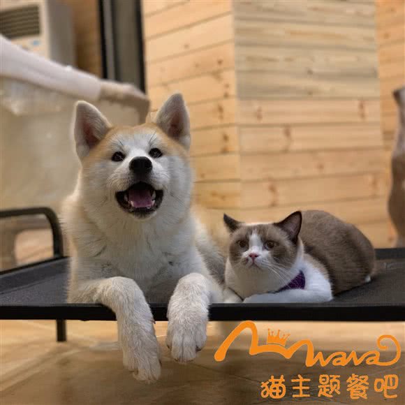 NaNa猫主题餐吧:韶关市浈江区步行街附近