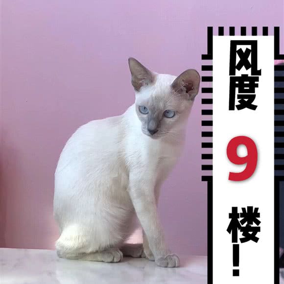 nana猫舍coffee:韶关市浈江区步行街附近