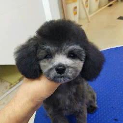 宠时光·宠物生活馆:天津城区北辰区双街附近