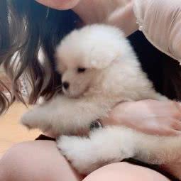 麟帆宠物:天津城区北辰区双街附近