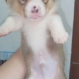 精灵宠物:天津城区北辰区双街附近