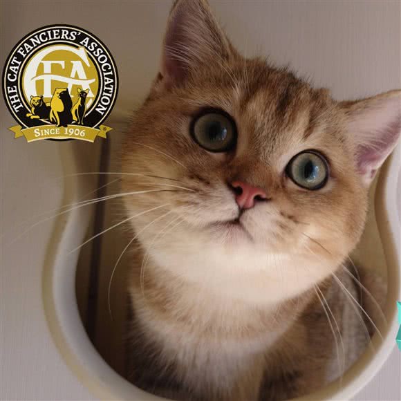 无限猫(东佳店):深圳市罗湖区国贸附近