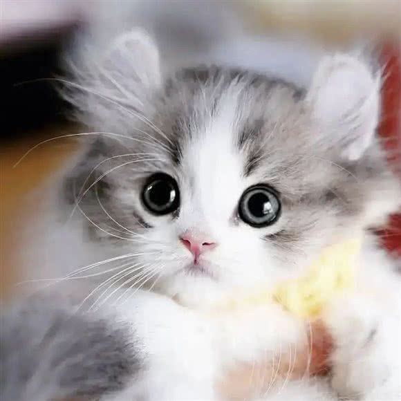 PETKIT小佩宠物(国速中心店):深圳市罗湖区宝安南路沿线附近