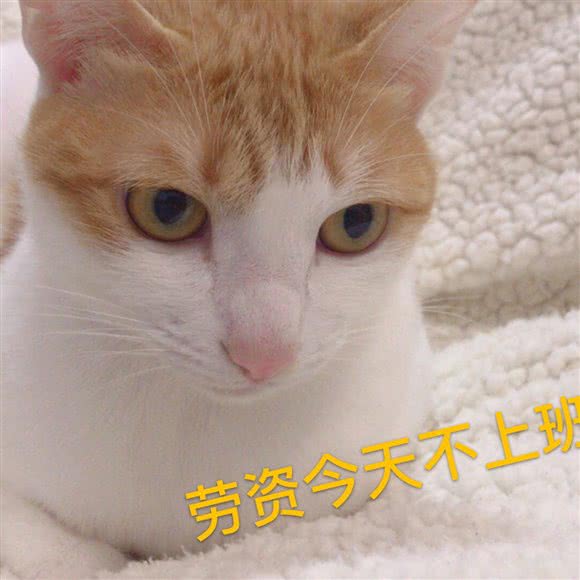 私の喵酱小屋·猫咪寄养( 罗湖总店):深圳市罗湖区宝安南路沿线附近