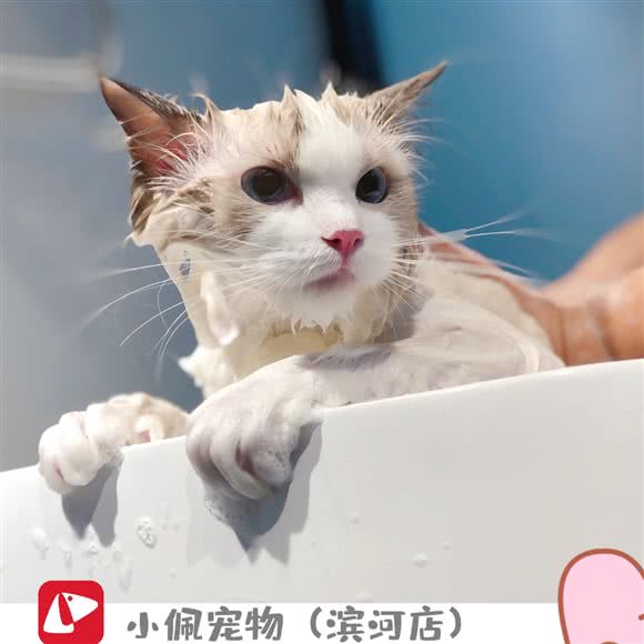 PETKIT小佩宠物(滨河店):深圳市罗湖区宝安南路沿线附近