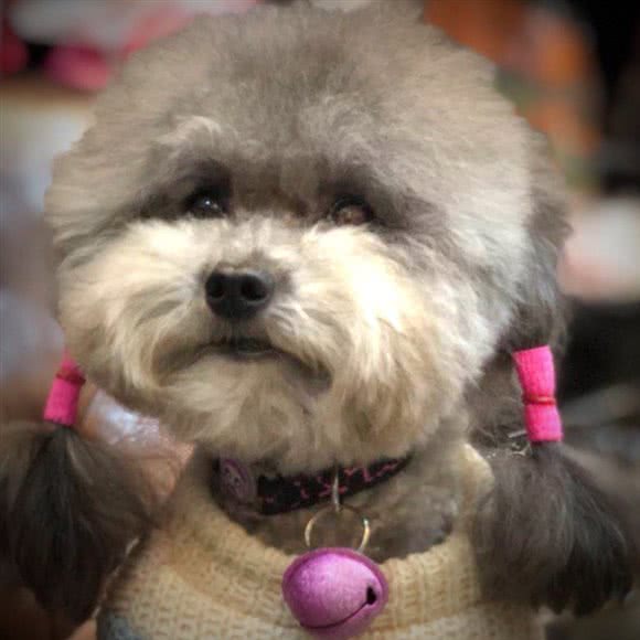 Firstpet面包店:深圳市罗湖区东门商业圈附近