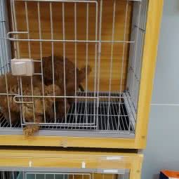 优宠:深圳市罗湖区东门商业圈附近