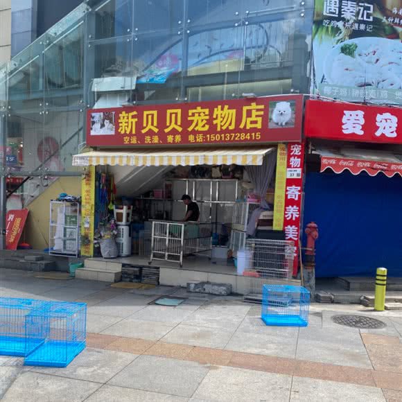 新贝贝宠物店:深圳市罗湖区东门商业圈附近