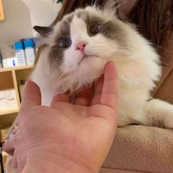 悦品优宠撸猫馆·猫舍:天津城区北辰区双街附近