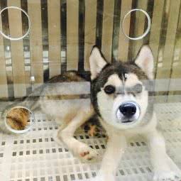 七星宠物:深圳市罗湖区东门商业圈附近