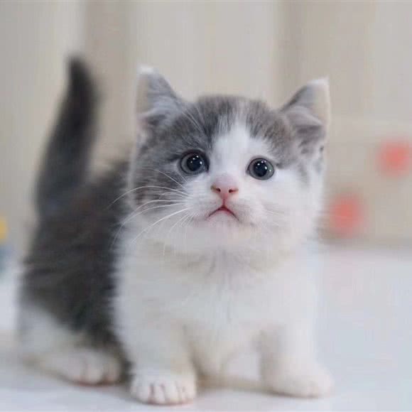 杰瑞的猫舍:深圳市罗湖区东门商业圈附近