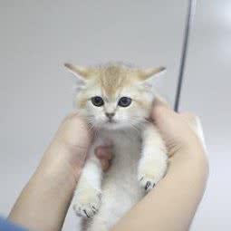 遇上吾喵?猫舍(罗湖店):深圳市罗湖区东门商业圈附近