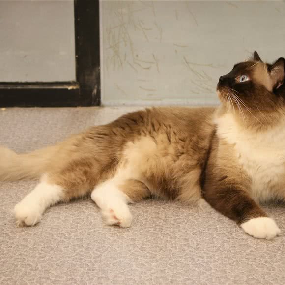 爱宠堡宠物生活馆:深圳市罗湖区荔枝公园片区附近