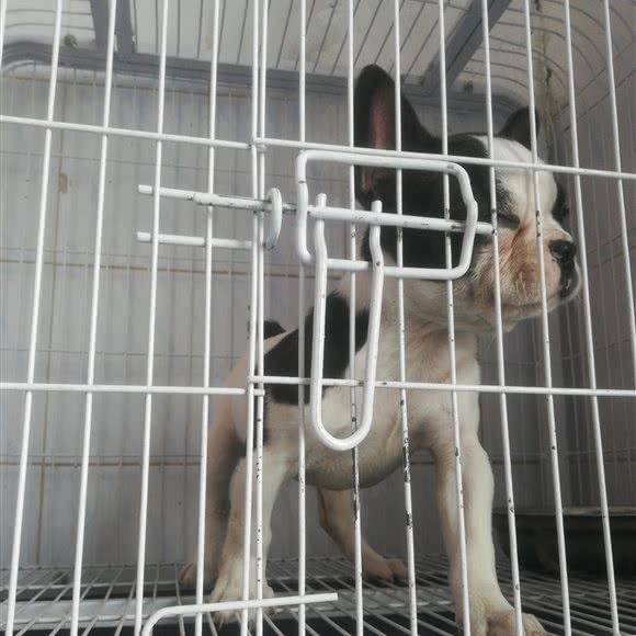 美姿宠物:天津城区北辰区西堤头附近