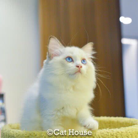 Cat House宠屋:深圳市罗湖区春风万佳/文锦渡附近