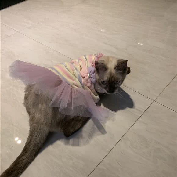 薇薇宠物:深圳市罗湖区春风万佳/文锦渡附近