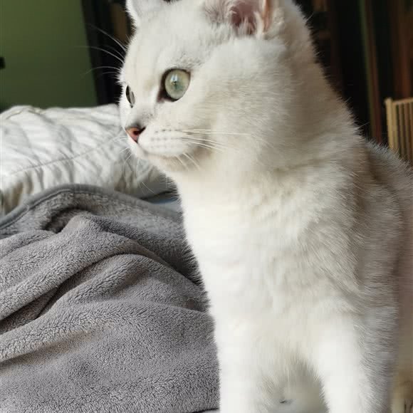 爱玩乐宠物(宠之郎店):深圳市罗湖区春风万佳/文锦渡附近