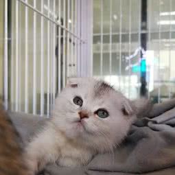 听猫说猫咖:深圳市罗湖区春风万佳/文锦渡附近