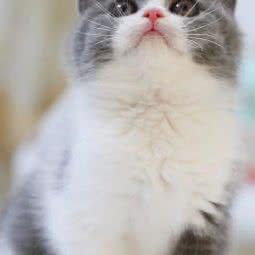 泡芙猫舍:深圳市罗湖区翠竹路沿线附近