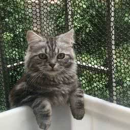 爱宝宠物医院:深圳市罗湖区翠竹路沿线附近