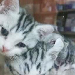 胖大星宠物:深圳市罗湖区莲塘附近