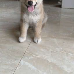 深圳市鹏烽狗狗诊所:深圳市罗湖区莲塘附近